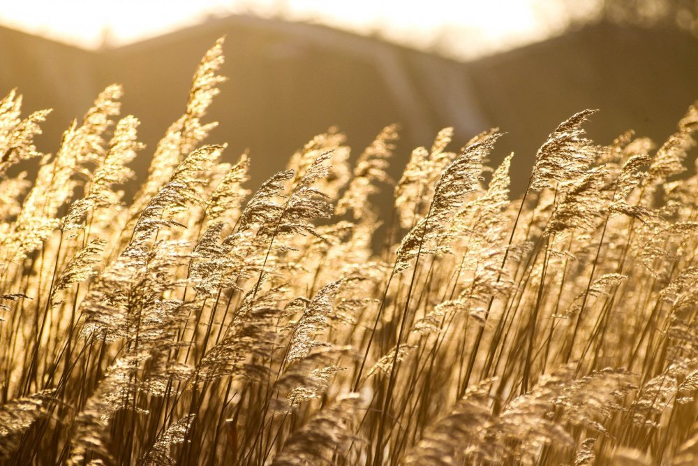 Поле с колосьями