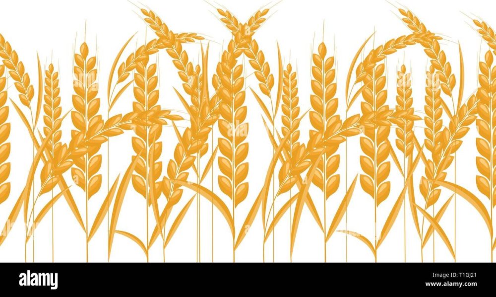 Орнамент колосья