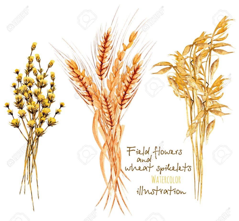 Колосок нарисованный акварелью