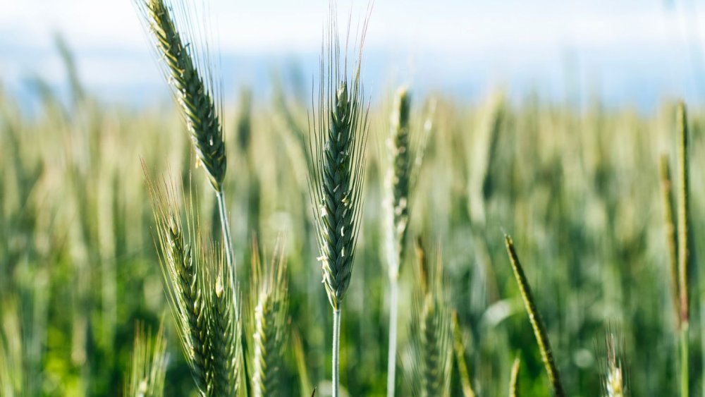 Колосья пшеницы
