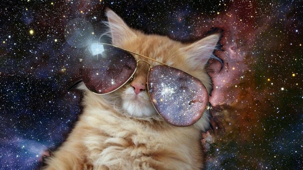 Кот в очках