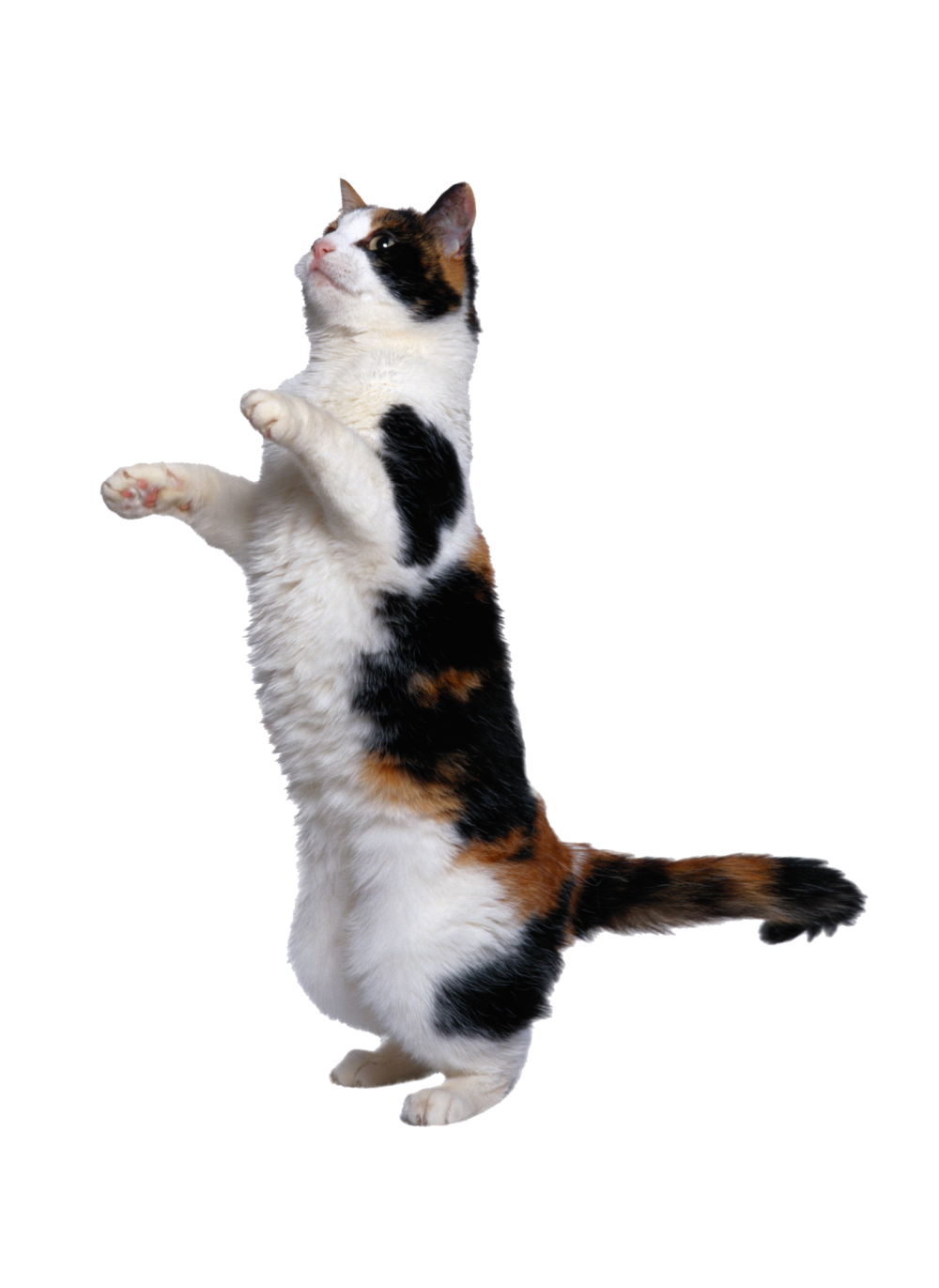 Толстущая. Трёхцветная кошка. Кошка прыгает. Котик на белом фоне.