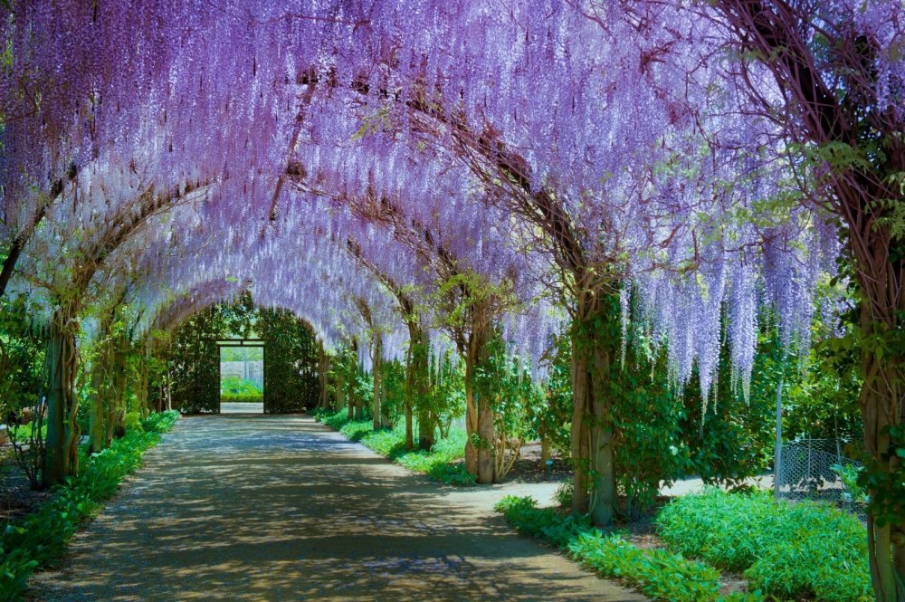 Сирень в Никитском Ботаническом саду