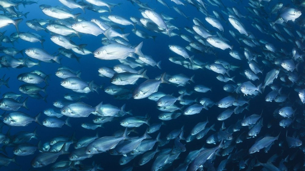 Интересные факты о рыбе и море