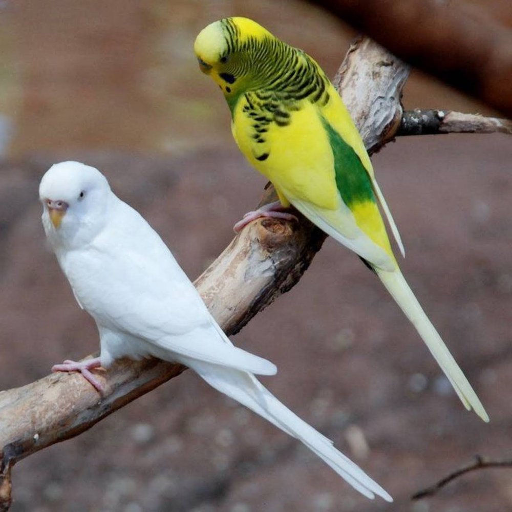 Волнистый попугай Арлекин. Волнистый попугайчик Чех. Волнистый попугайчик желтый. Волнистый попугай альбинос.