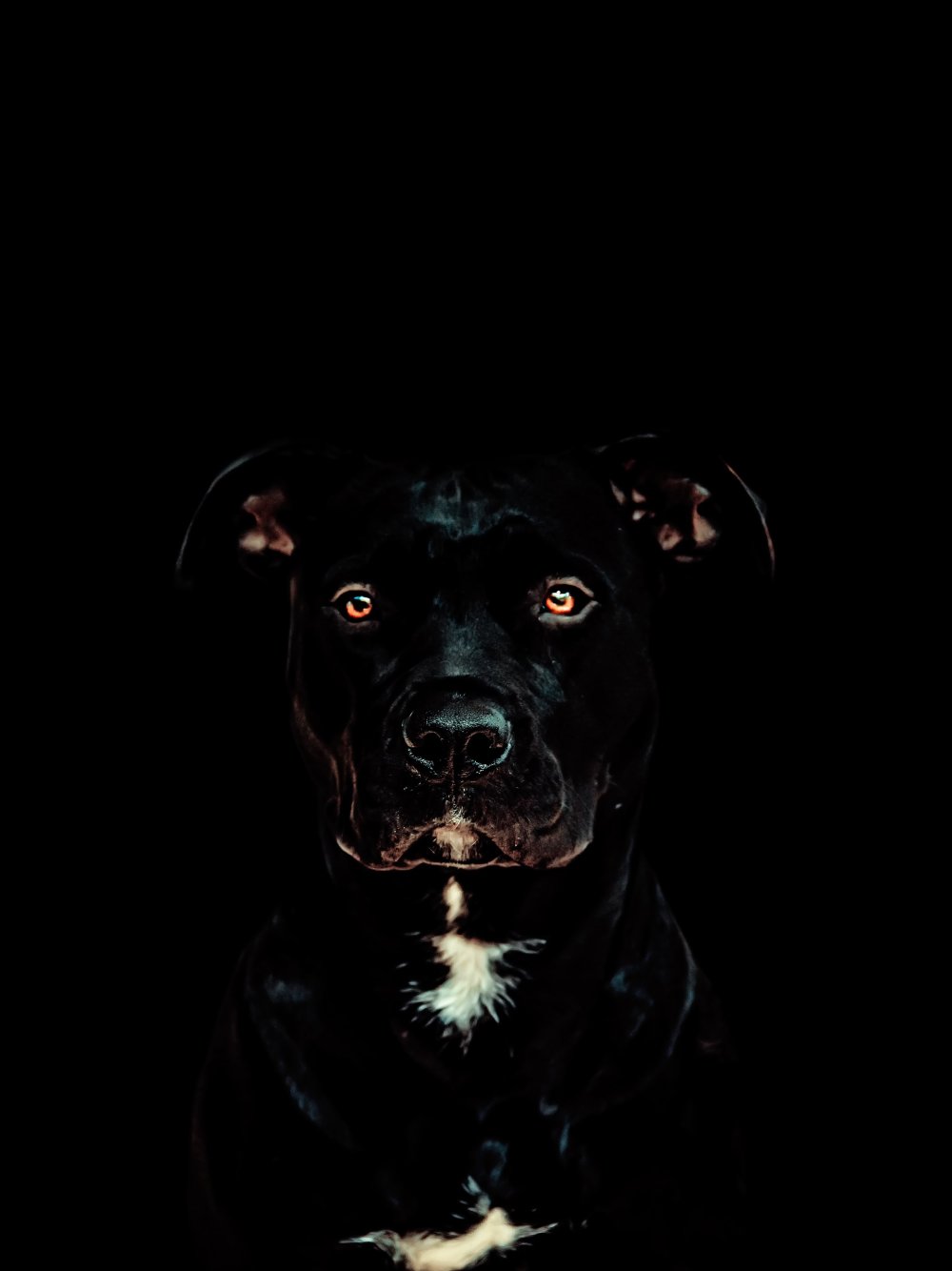 Карликовый пинчер: фото собаки, описание породы, цена щенков и уход