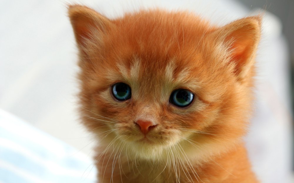 Включи рыжик. Рыжий котёнок. Котята милашки. Светло рыжий котенок. Милые кошечки.