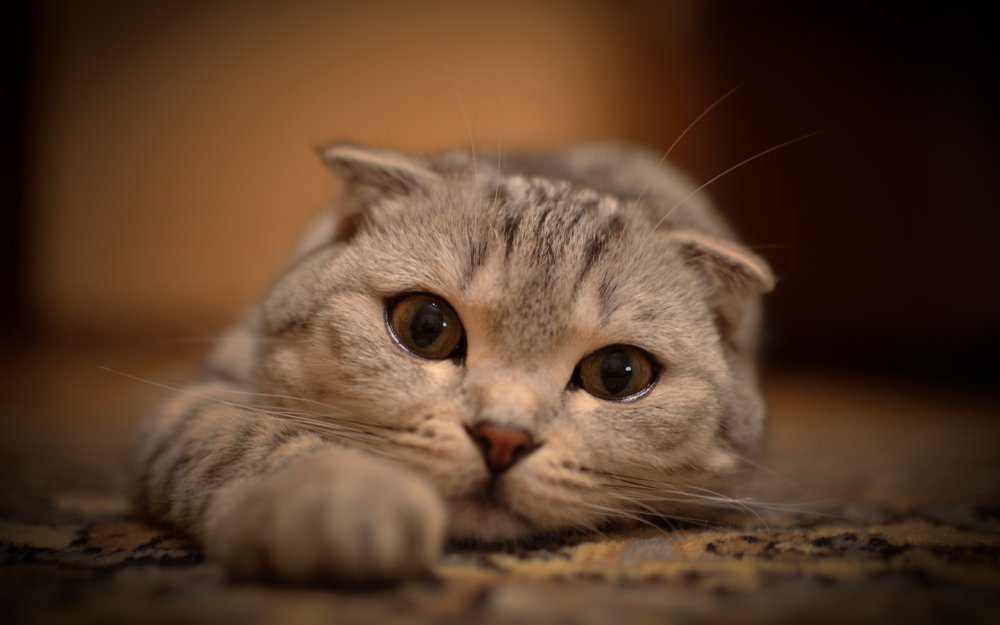 Вислоухая кошка - 65 фото