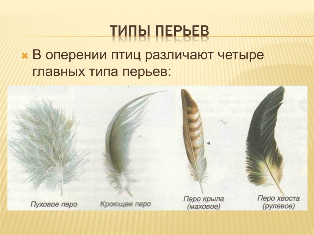 Расположение контурного пера на теле птицы. Виды перьев. Виды перьев у птиц. Перья различных типов. Птичьи перья разновидности.