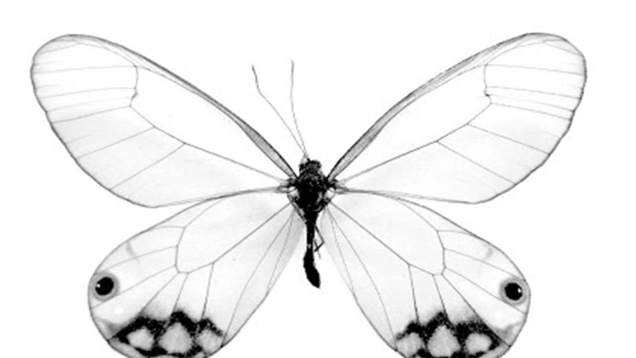Простые крылья бабочки. Бабочка рисунок. Рисуем бабочку. Бабочка белая. Бабочки на белом фоне.