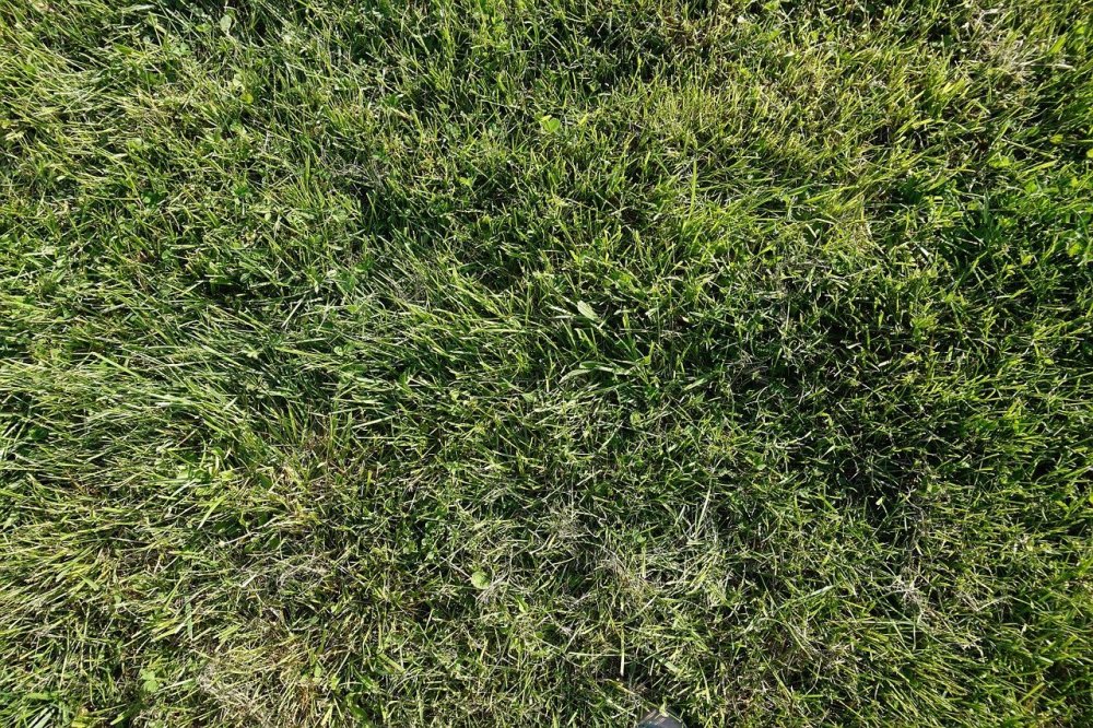 Трава вид сверху