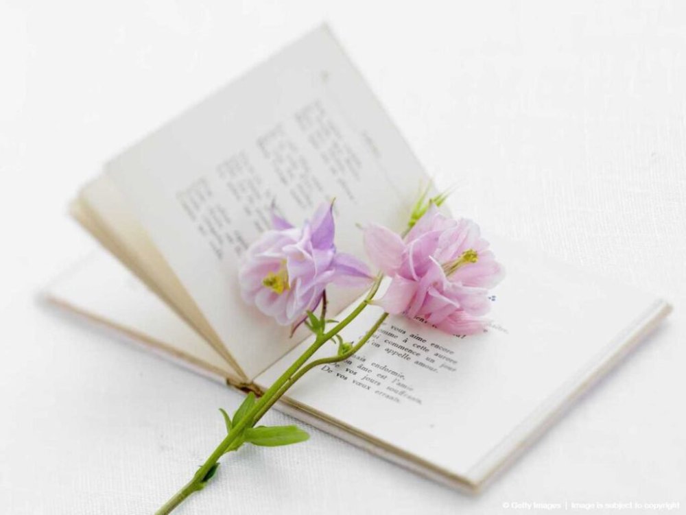 Раскрытая книга с цветами