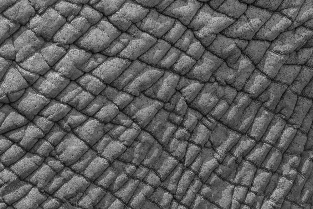 Фактура кожи слона