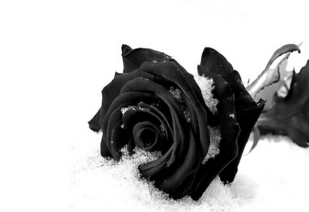 Черные снежки. Блэк Флауэрс. Чёрные розы в снегу. Красивые черные розы.