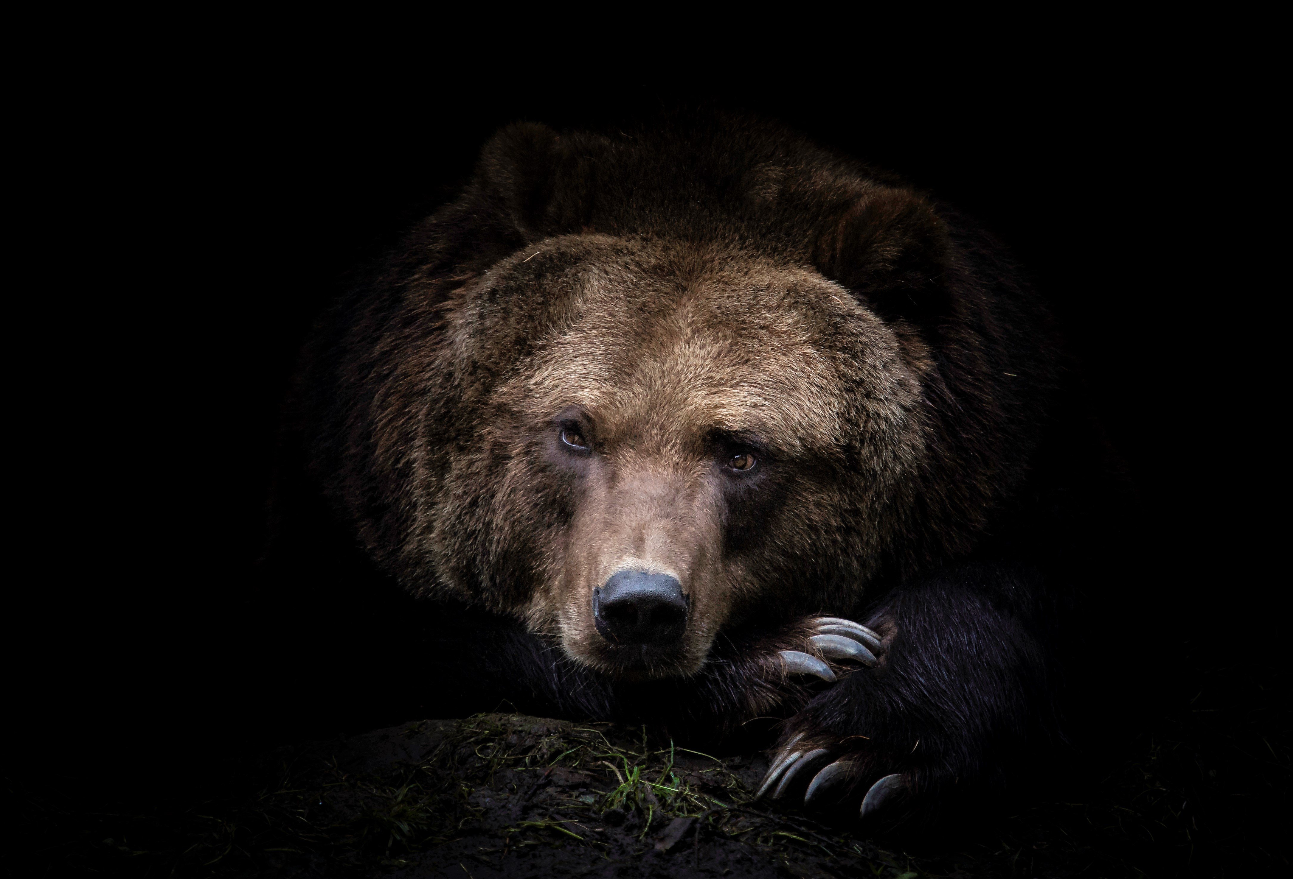 Медведь на черном фоне. Грозный медведь Гризли. Медведь Гризли Россия. Медведь Гризли злой. Медведь обои.