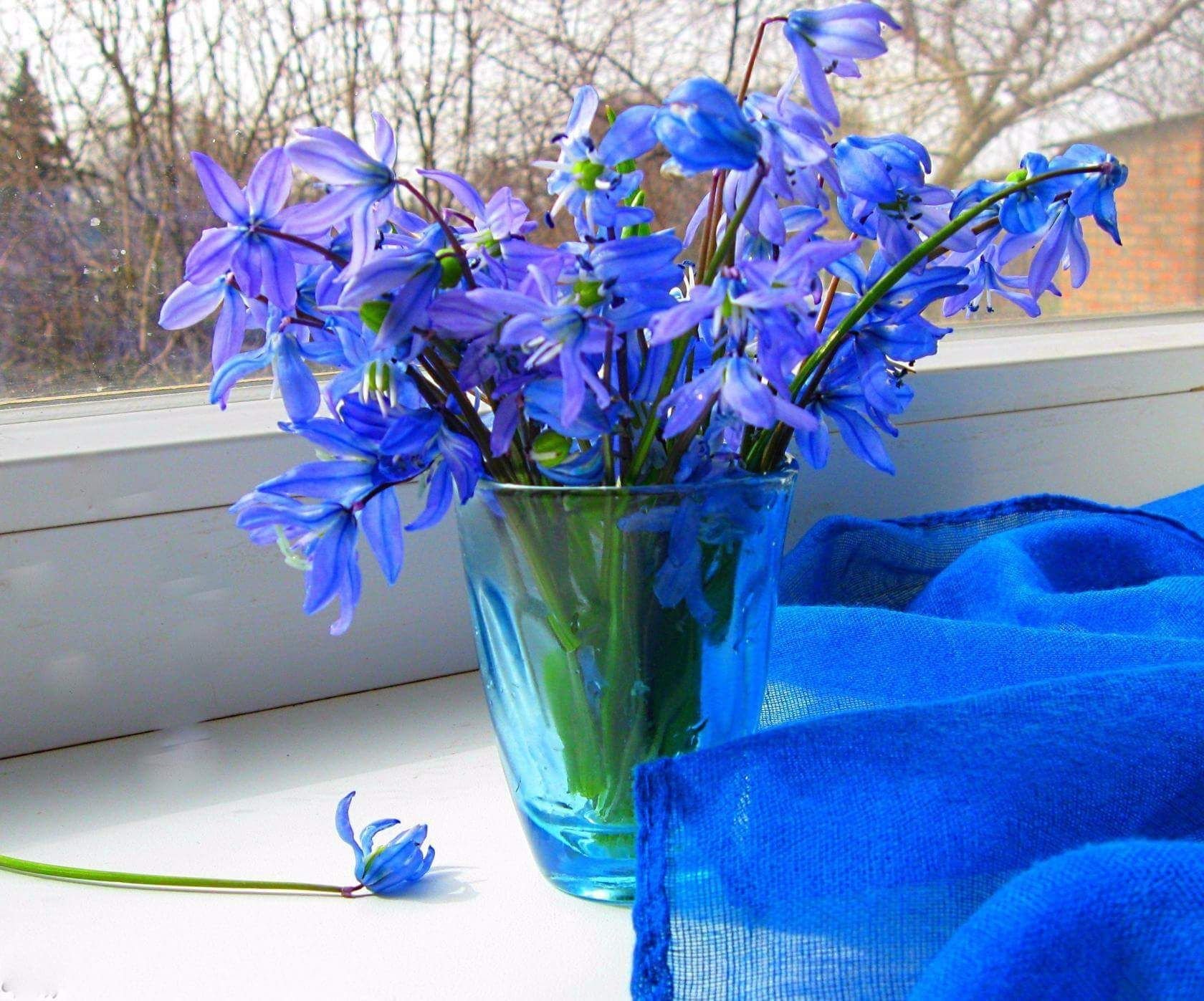 Благословенной весны картинки. Голубой Подснежник пролеска. Пролеска цветок голубой. Синие подснежники букет. Букетик синих подснежников.