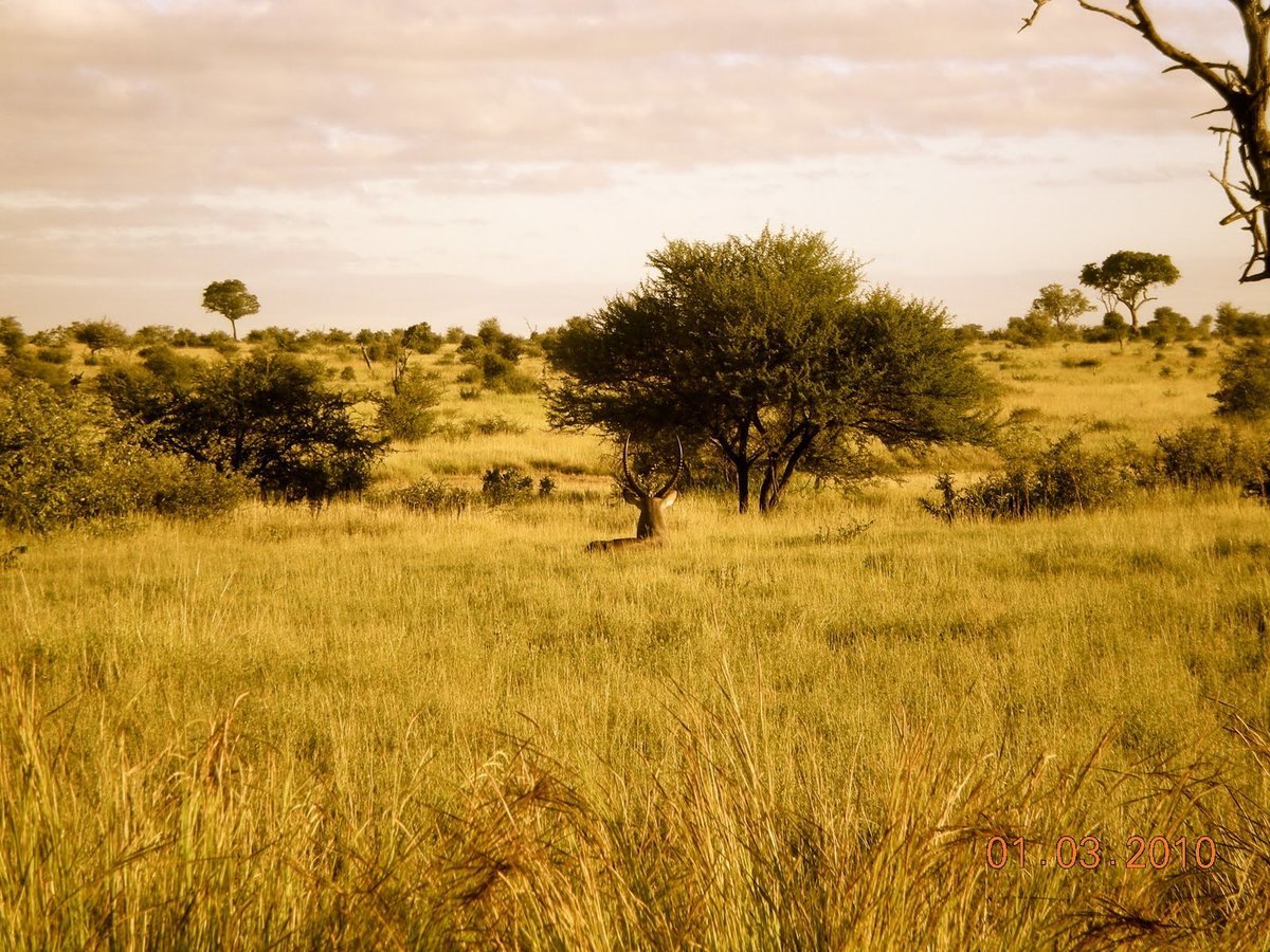 Саванны и редколесья занимают обширные равнины африки. Моюнкумская Саванна. Африканские степи саванны. Саванны и редколесья Африки. Саванны Евразии.