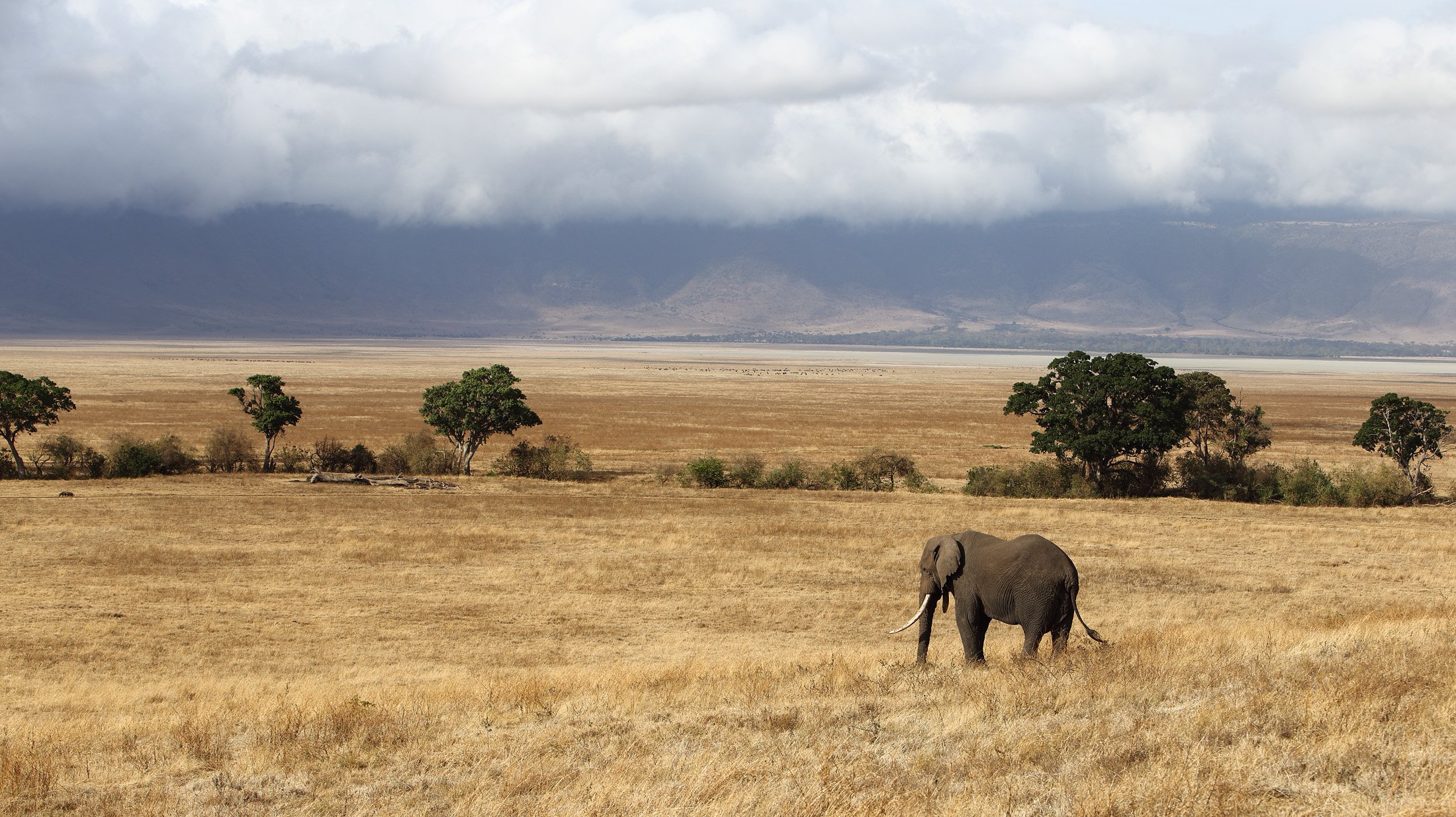 Саванны и редколесья занимают обширные равнины африки. Саванны Танзании. Саванна Конго. Редколесья в Танзании. Нгоронгоро Бизон.