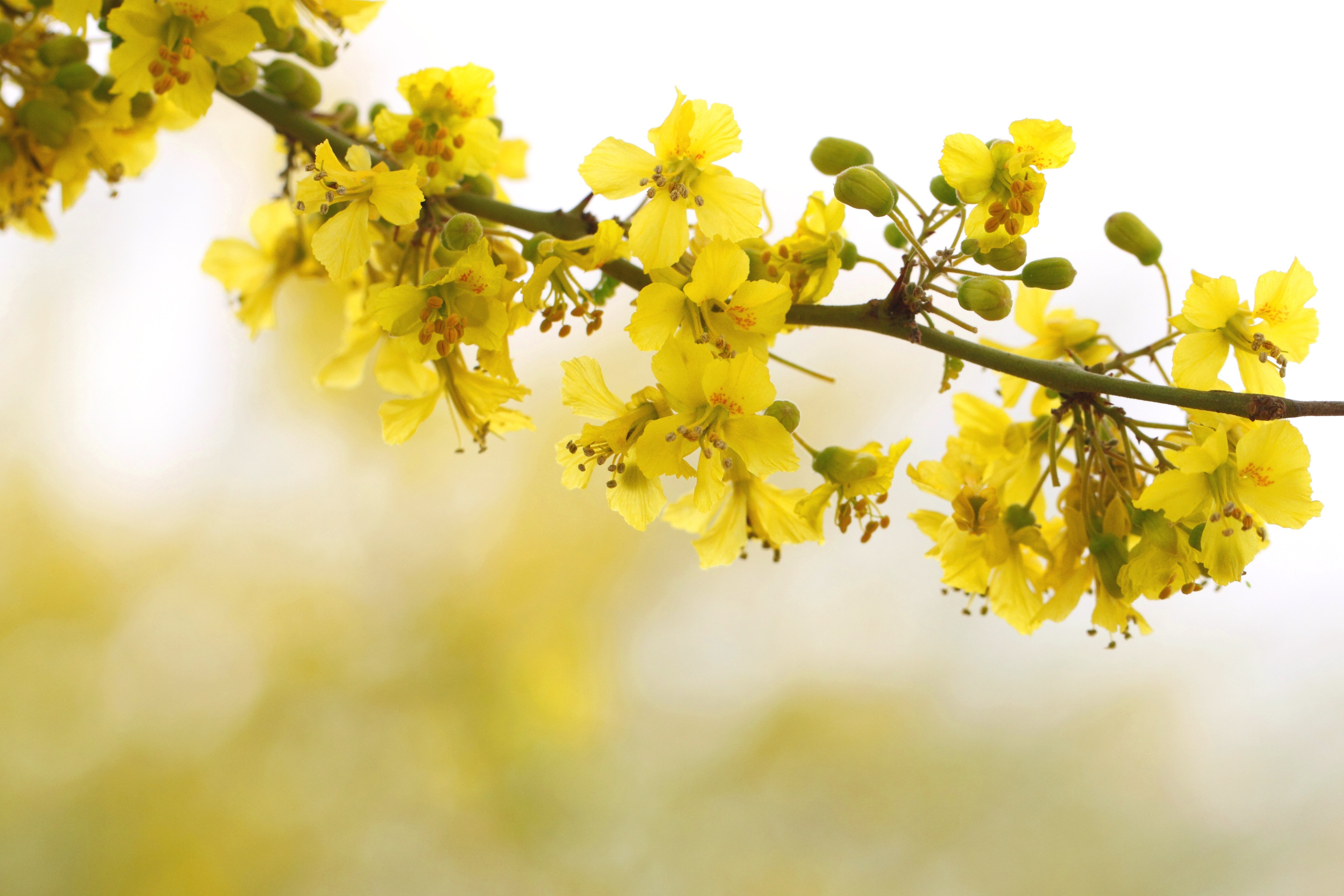 Желтая вода весной. Форзиция. Цветущие ветки. Жёлтый цветок. Желтые весенние цветы.