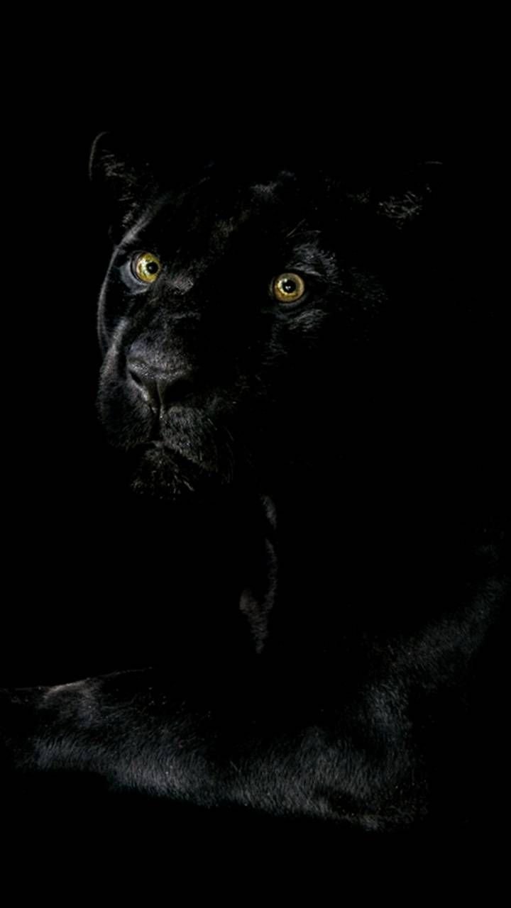 Черная пантера на заставку телефона. Красивая пантера. Пантера морда. Пантера на черном фоне. Пантера на темном фоне.