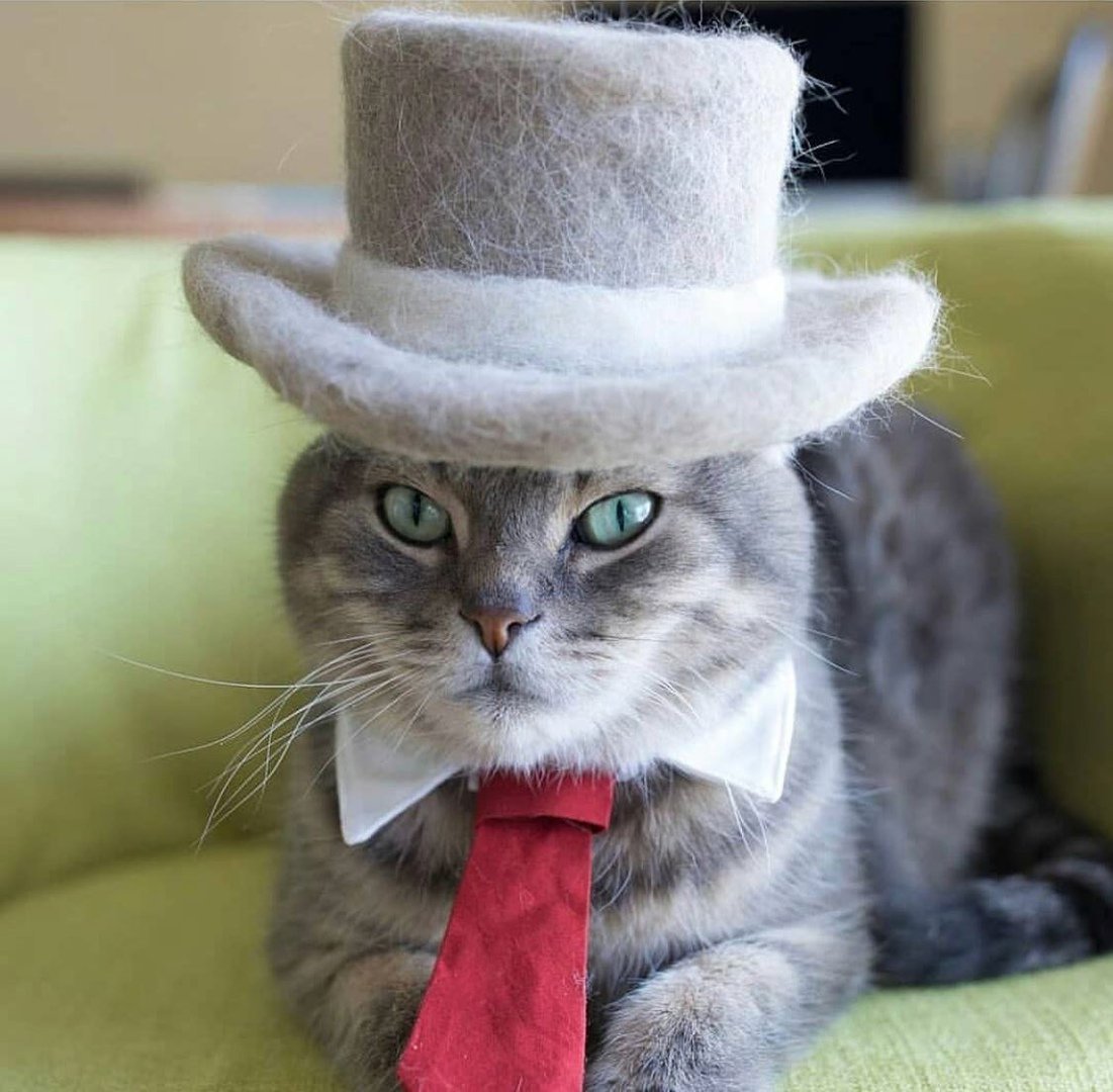 Кот джентльмен. Кот в шляпе. Кошка в шляпке. Шляпки для котиков.