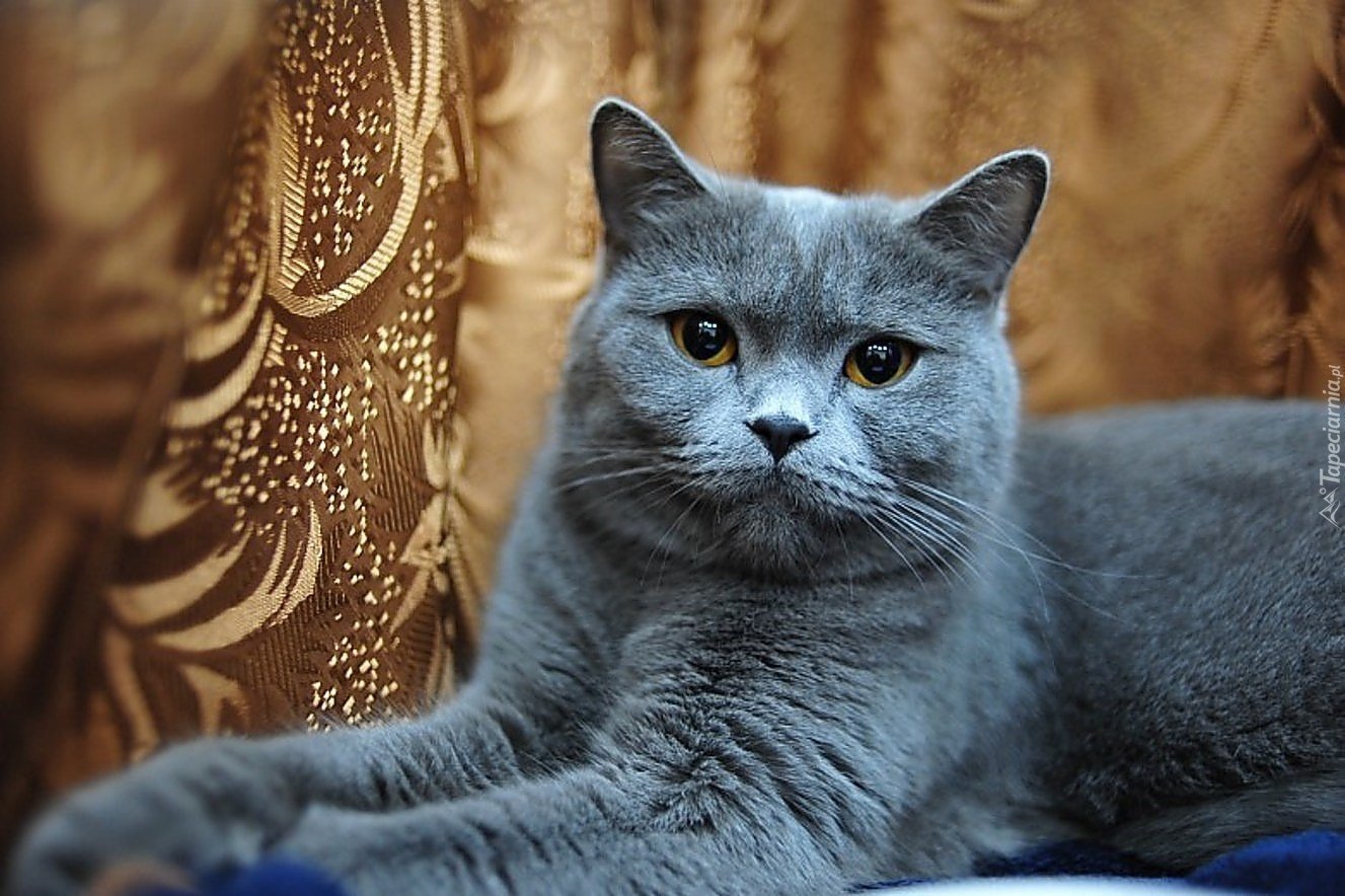 Шотландская голубая кошка прямоухая. Британская короткошёрстная кошка шартрез. Британско- голубая кошка Шотландская прямоухая. Британский кот голубой прямоухий. Шотландские серые кошки прямоухие
