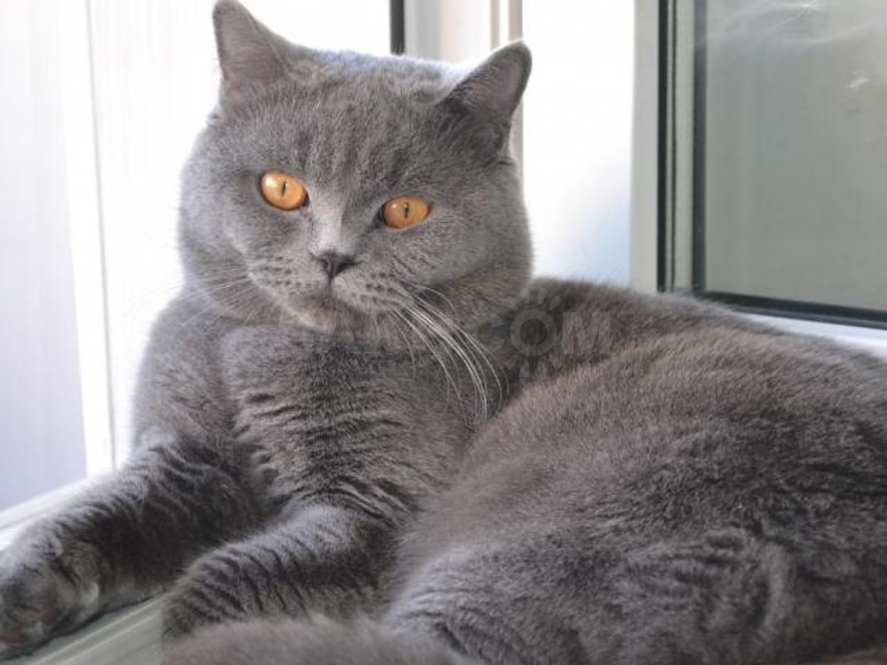 Британский кот прямоухий серый. Шотландский кот прямоухий серый. Шотландская кошка прямоухая серая. Британская кошка прямоухая серая. Шотландские серые кошки прямоухие