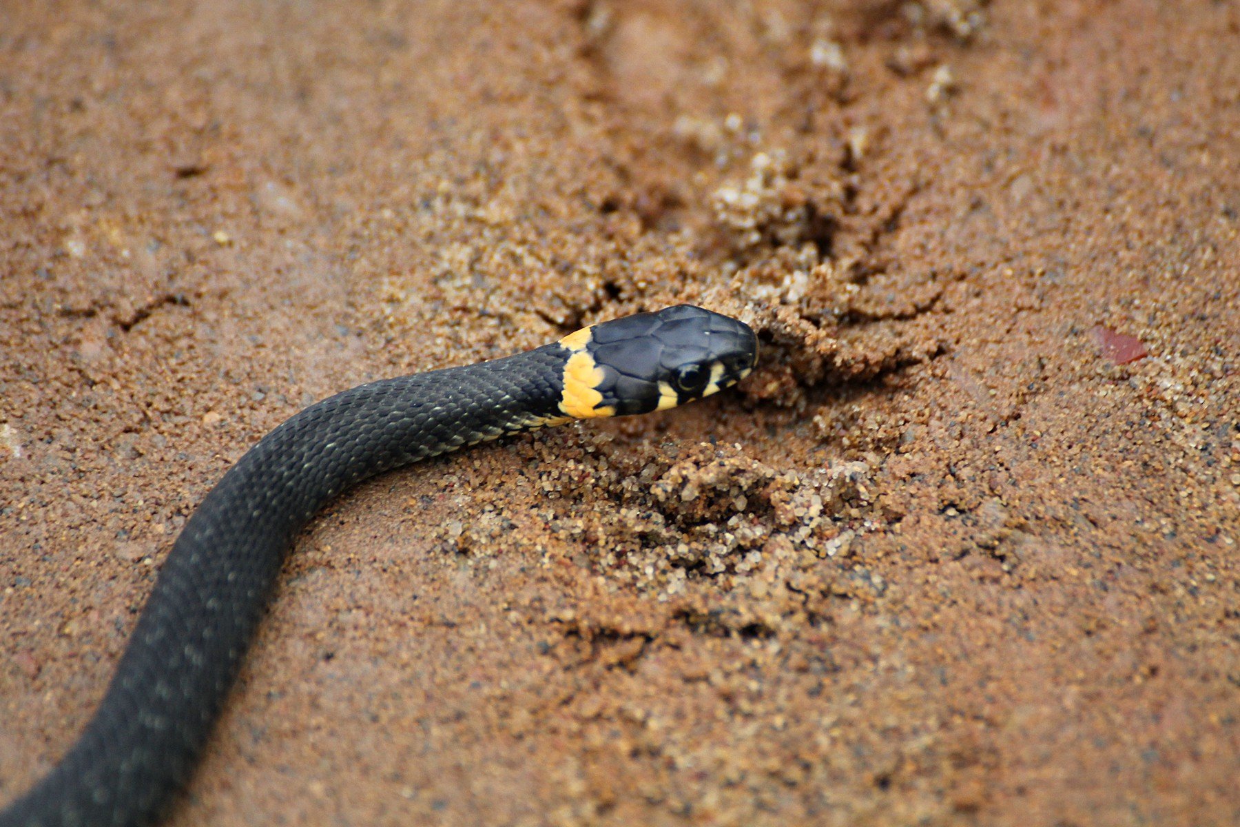 Черная змея на голове пятна. Обыкновенный уж меланист. Уж обыкновенный - змея неядовитая. Змея гадюка маленькая черная. Гадюка черная с желтыми пятнами.