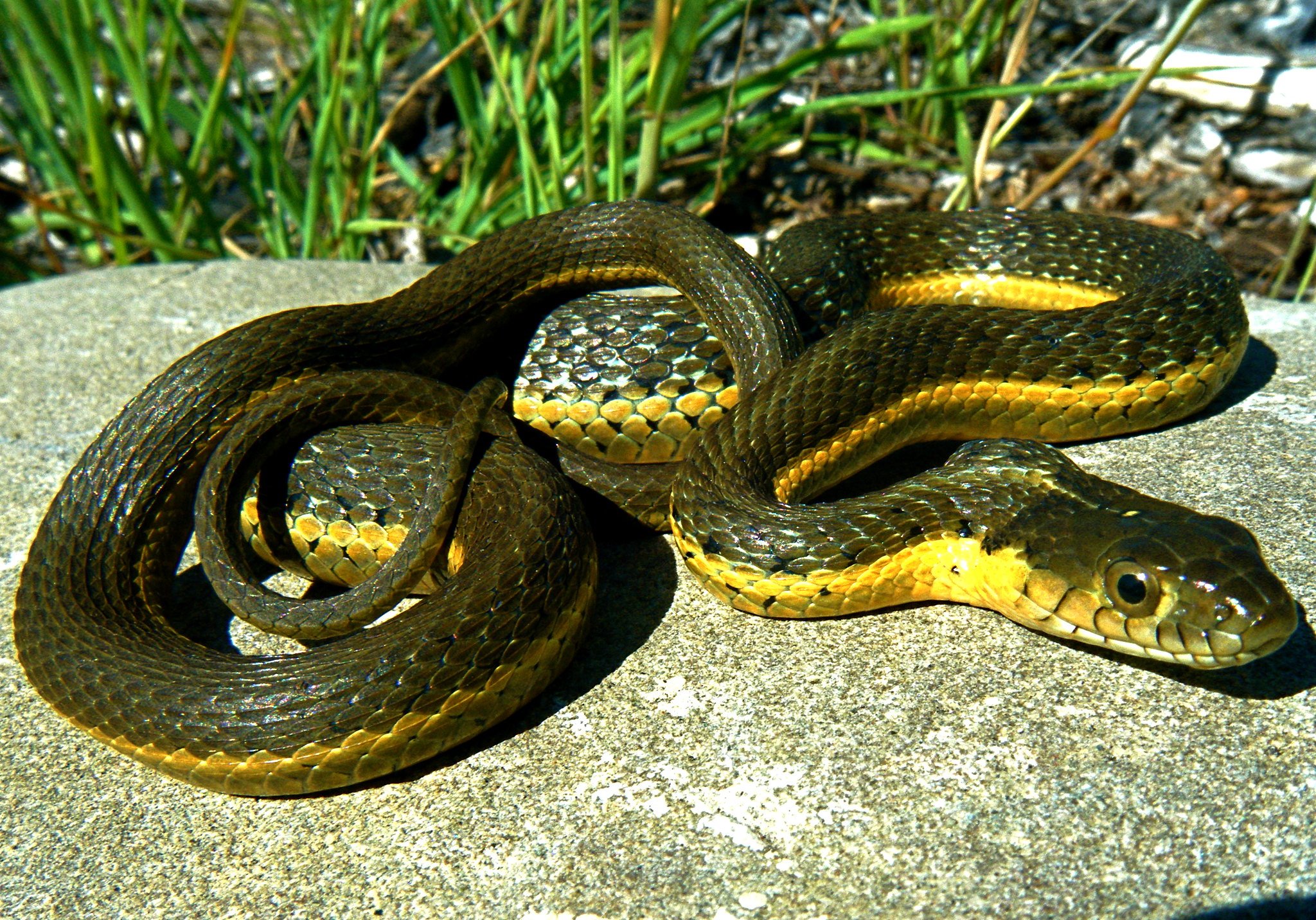 Змей семейства ужей. Королевский полоз черно желтый. Желтобрюхий полоз. Черный полоз змея. Змея полосатый полоз.