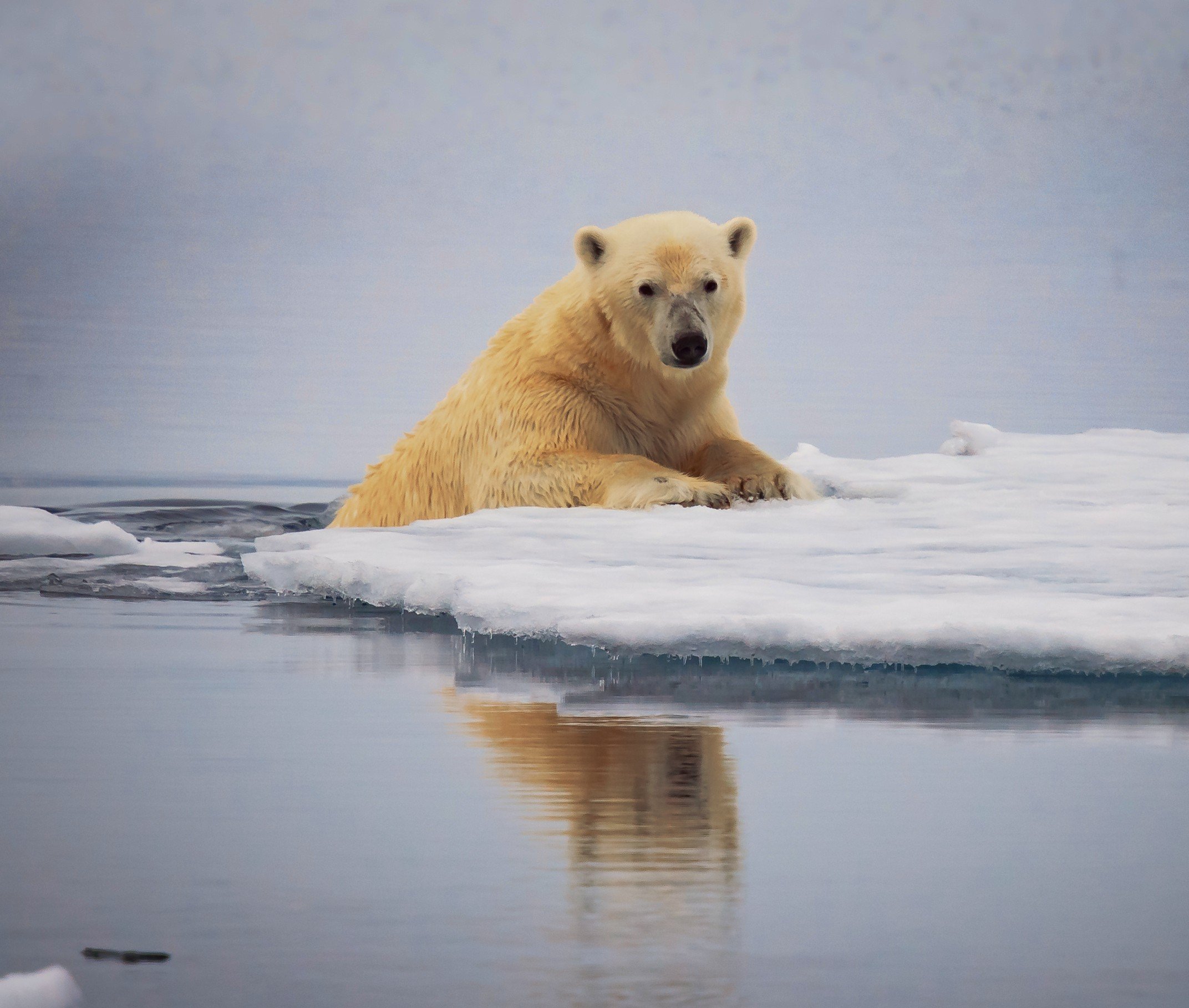 Медведь плавает скорость. Медведь на льдине. Белый медведь. Белый медведь плавает. Белый медведь на льдине.
