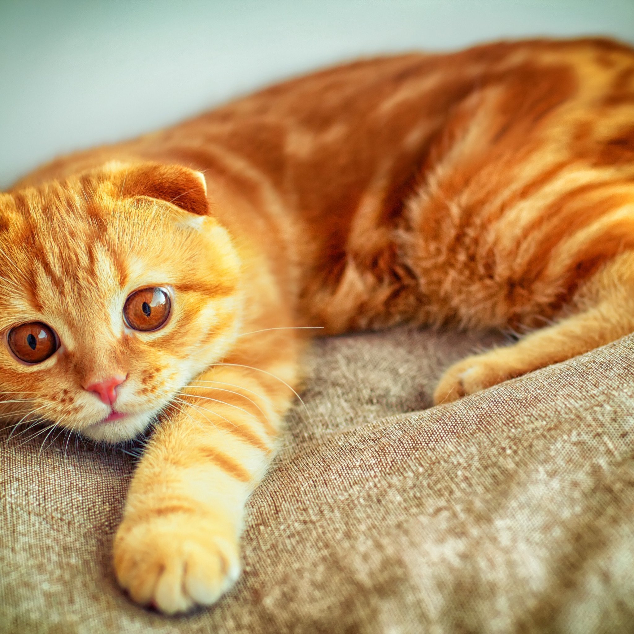 Шотландский рыжий котенок - 57 фото
