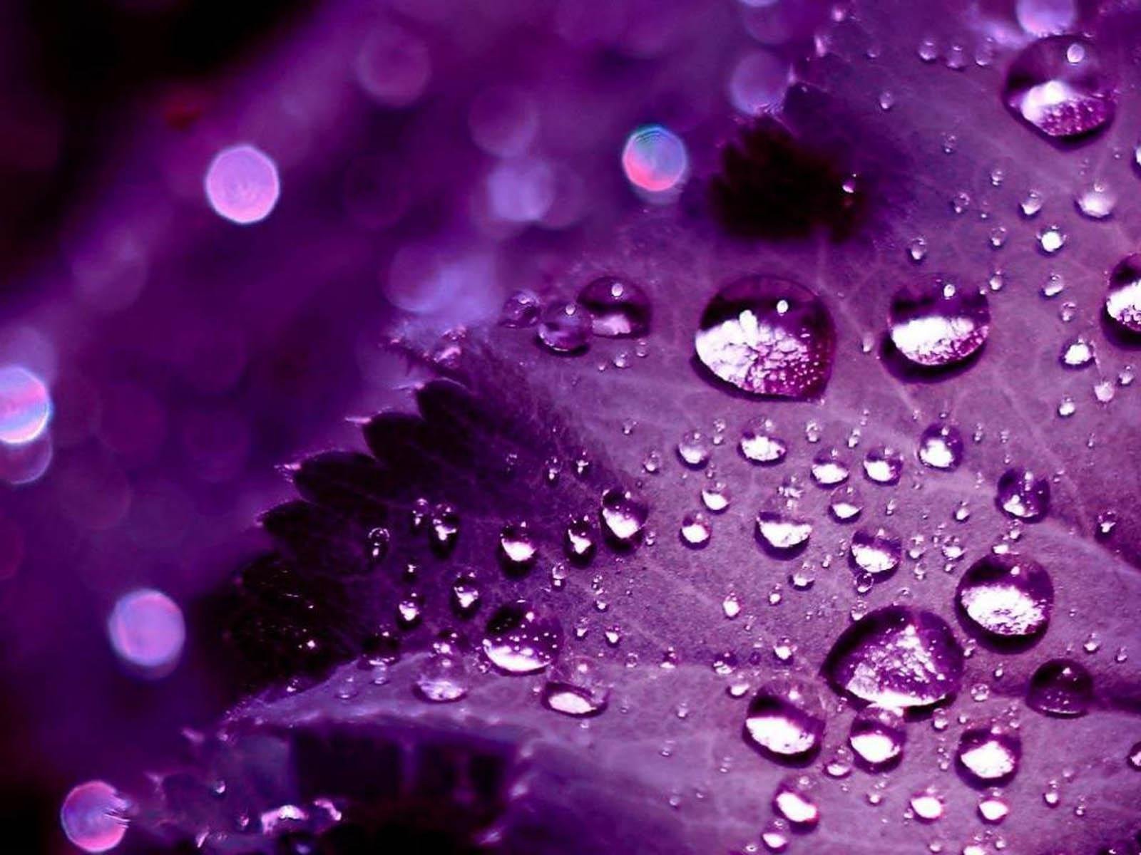 Красивые картинки на заставку экрана телефона. Фиолетовый Пурпл. Сиреневый цвет. Сиреневые цветы. Цвет пурпурный.