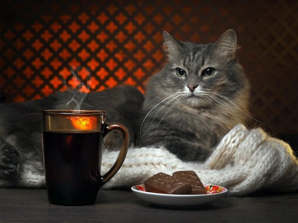 Уютного вечера. Котик с чаем. Котик пьет чай. Кот с чашкой чая.