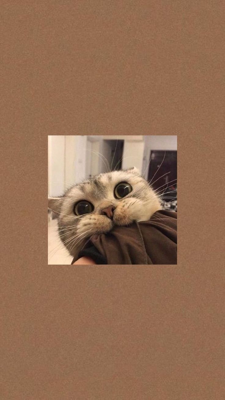 Смешные котики Эстетика