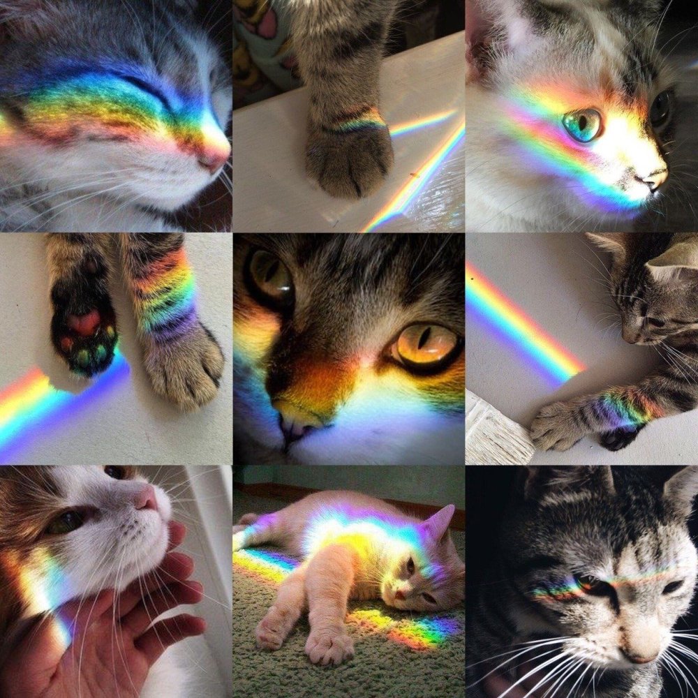 Милые котики с радугой