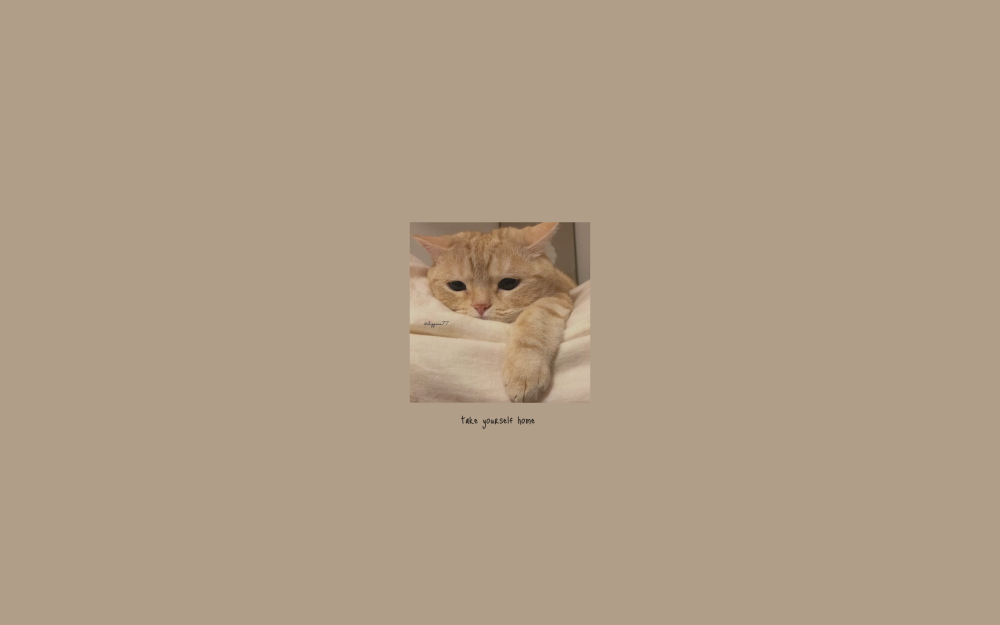 Aesthetic Wallpapers Beige Cat