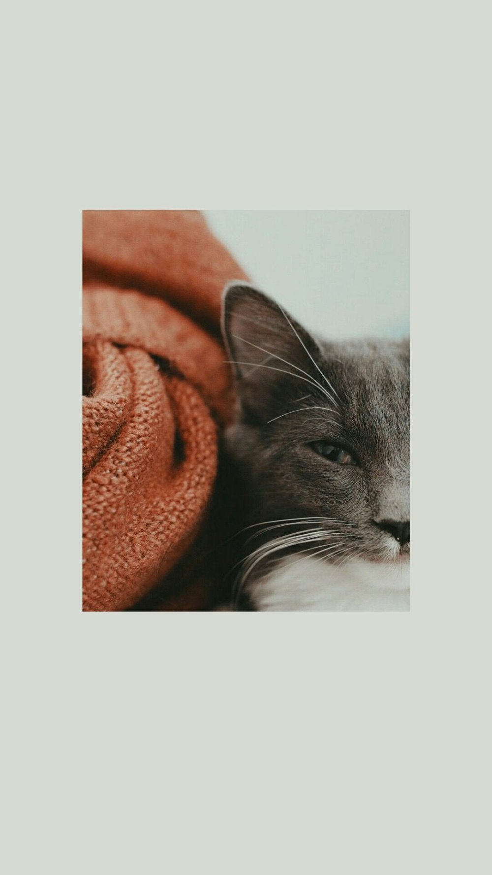 Эстетичные обои с кошками