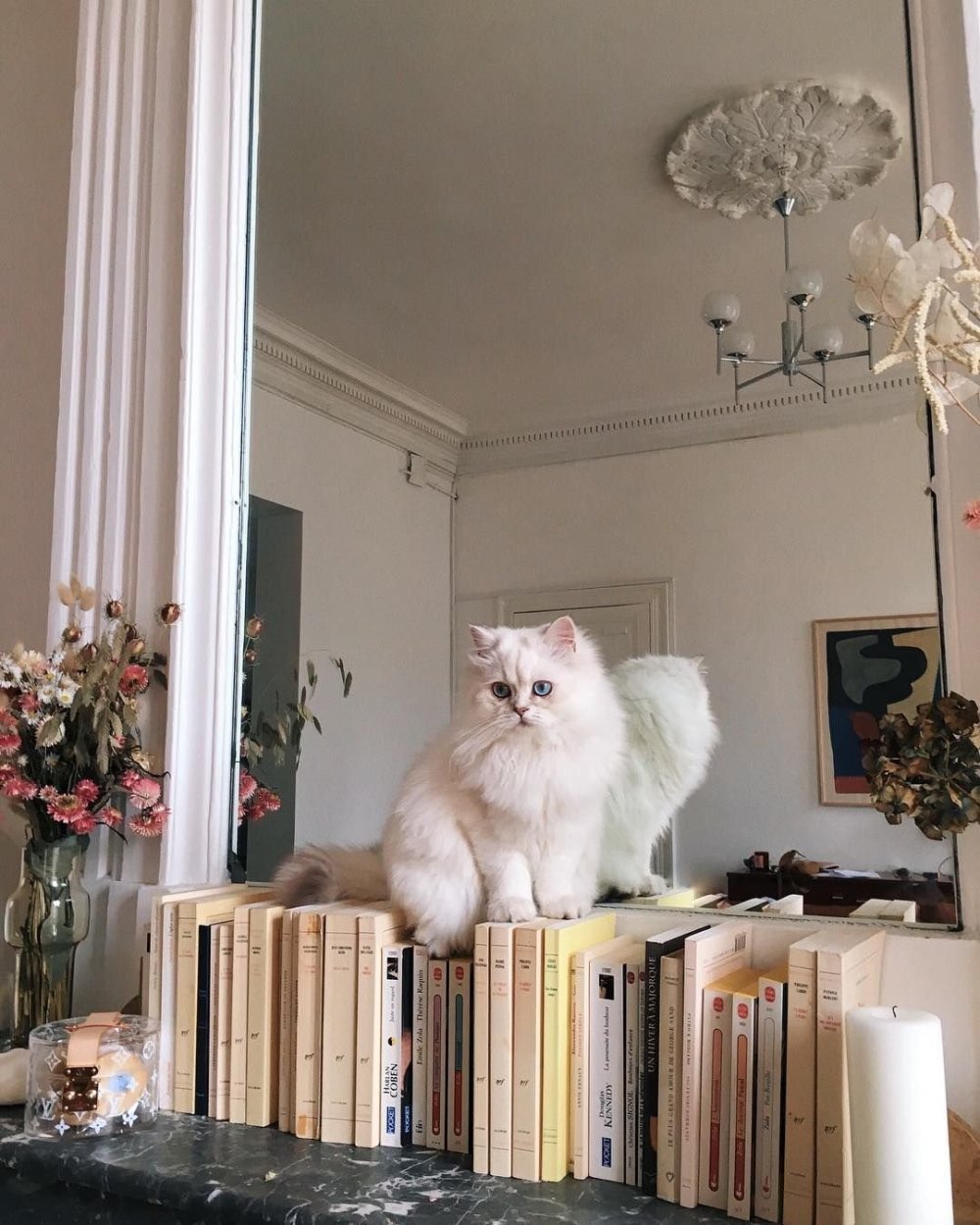 Котики Эстетика