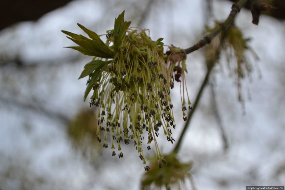 Клен сережки весной