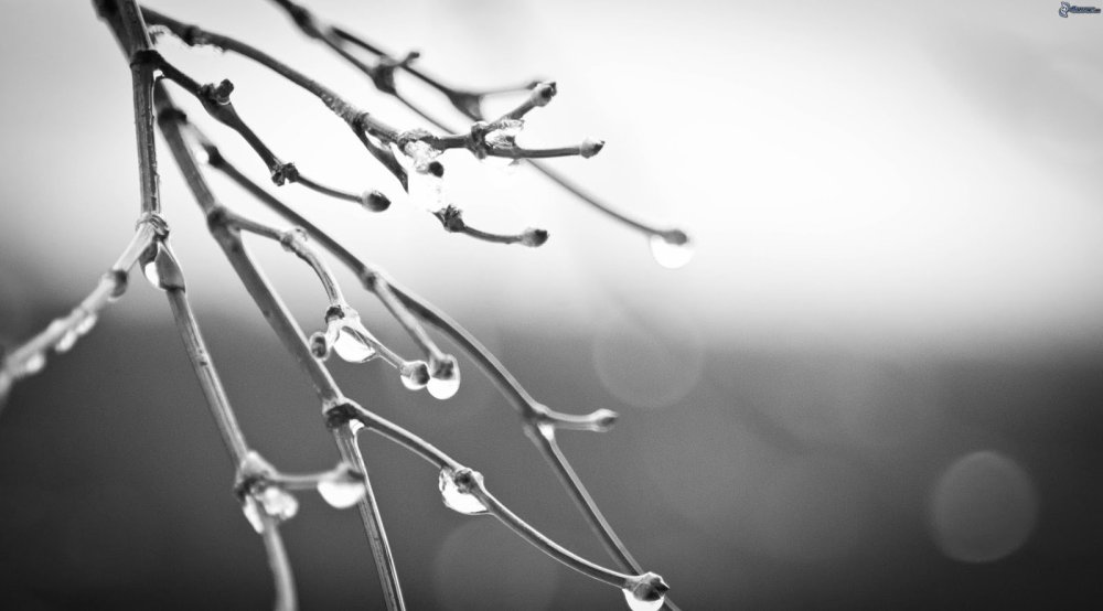 Красивые картинки на обои компьютера Эстетика березовый