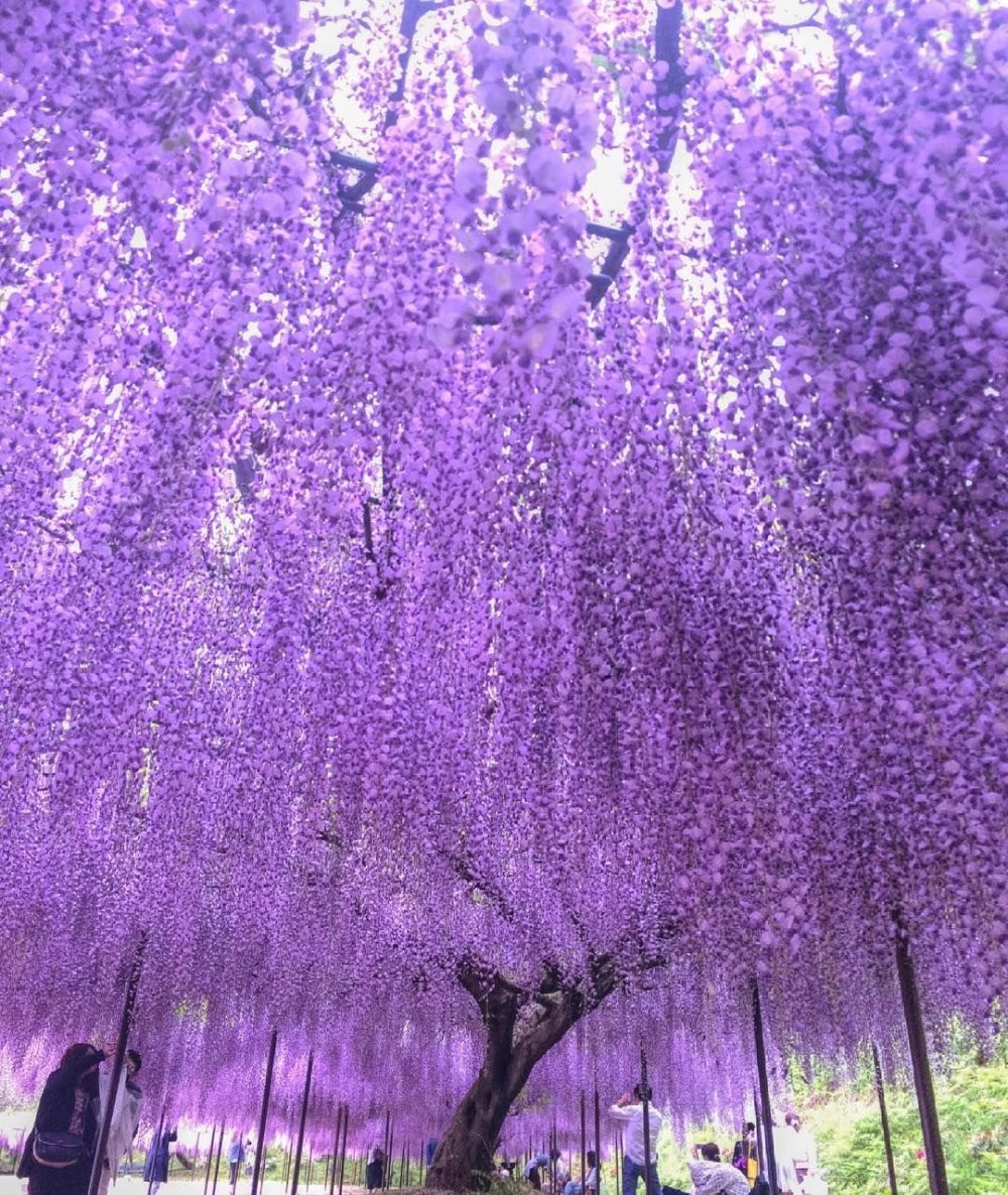 Глициния сиреневая "китайская" (Chinese)