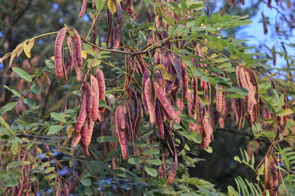 Акация кустарник стручки
