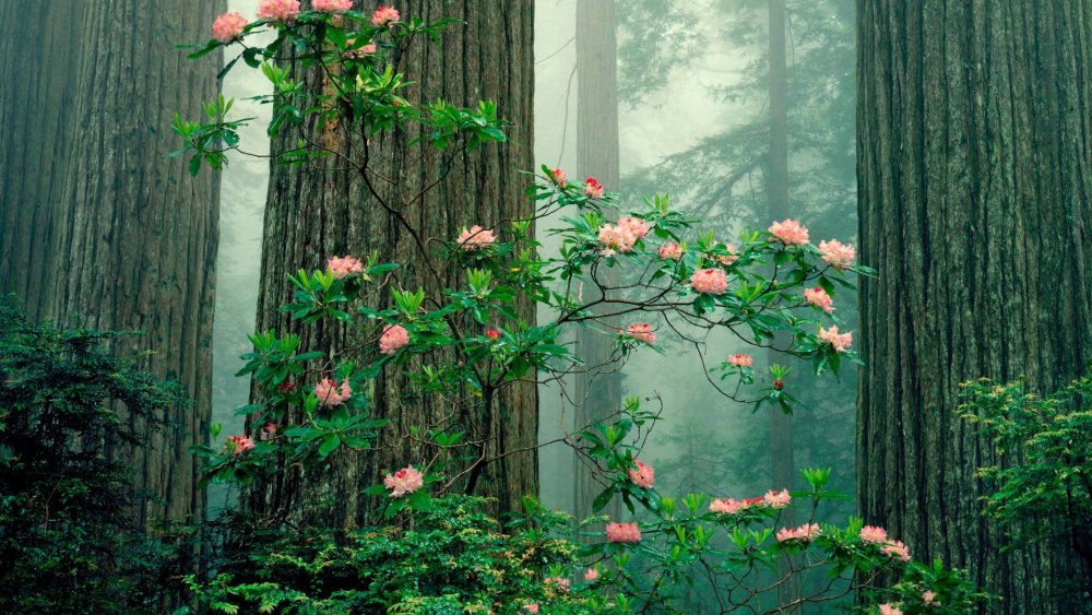 Монстера эскулетто