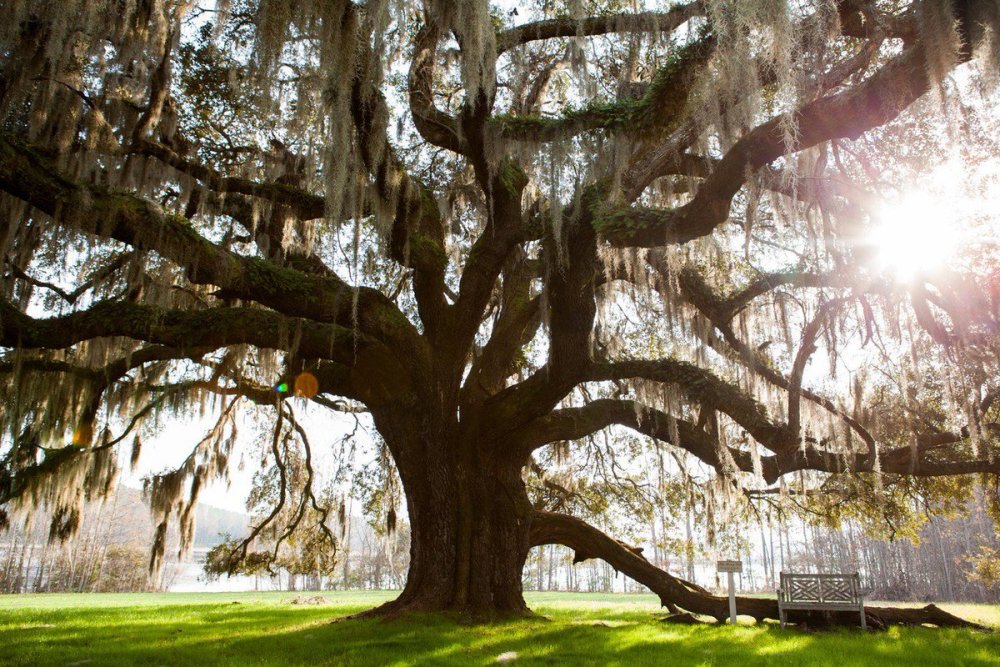 Висячие деревья в Америке