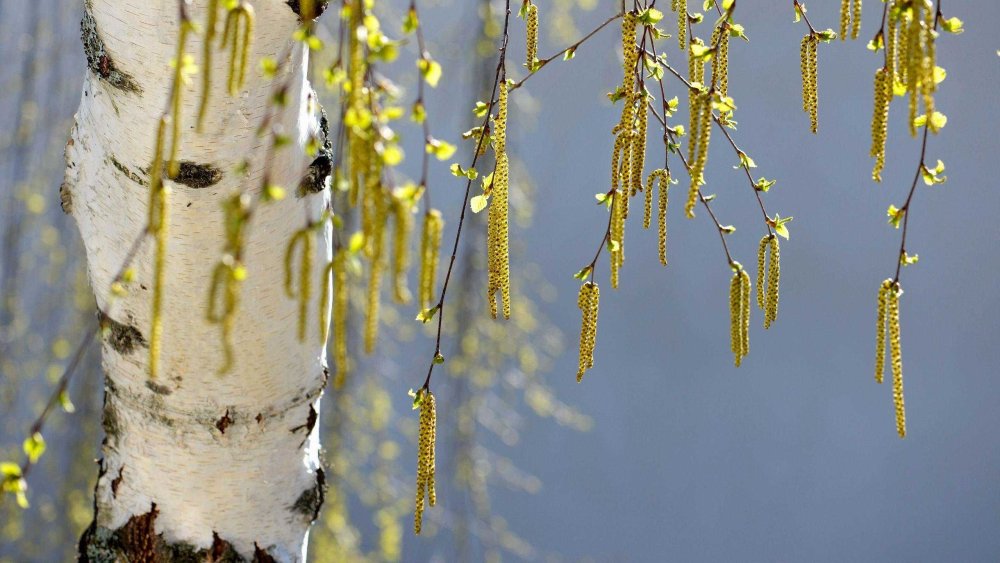 Берёза повислая весной
