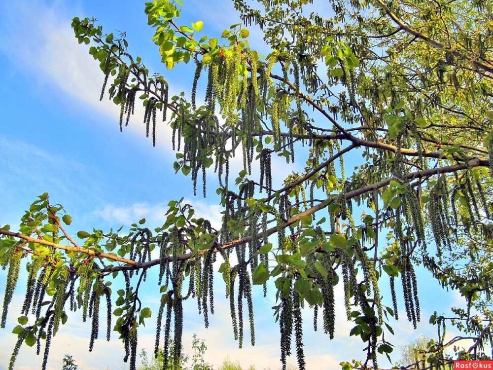 Дерево с висюльками