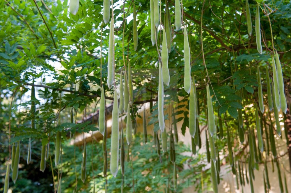 Вистерия китайская плод