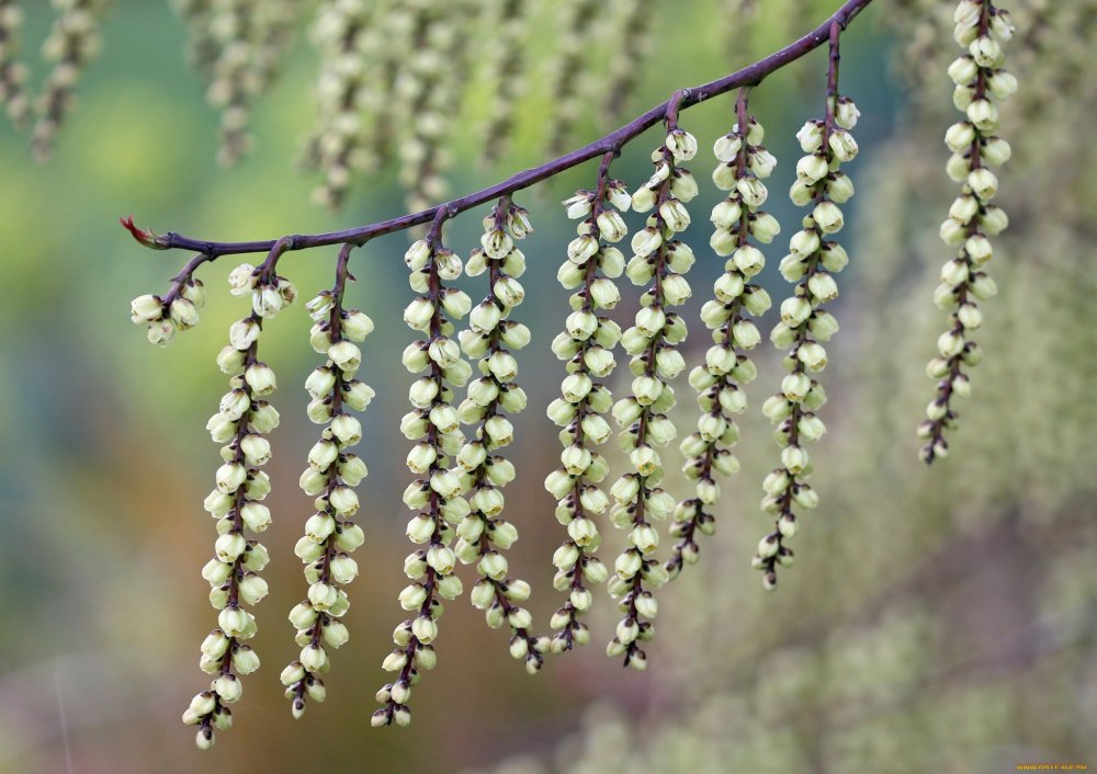 Дерево с висюльками