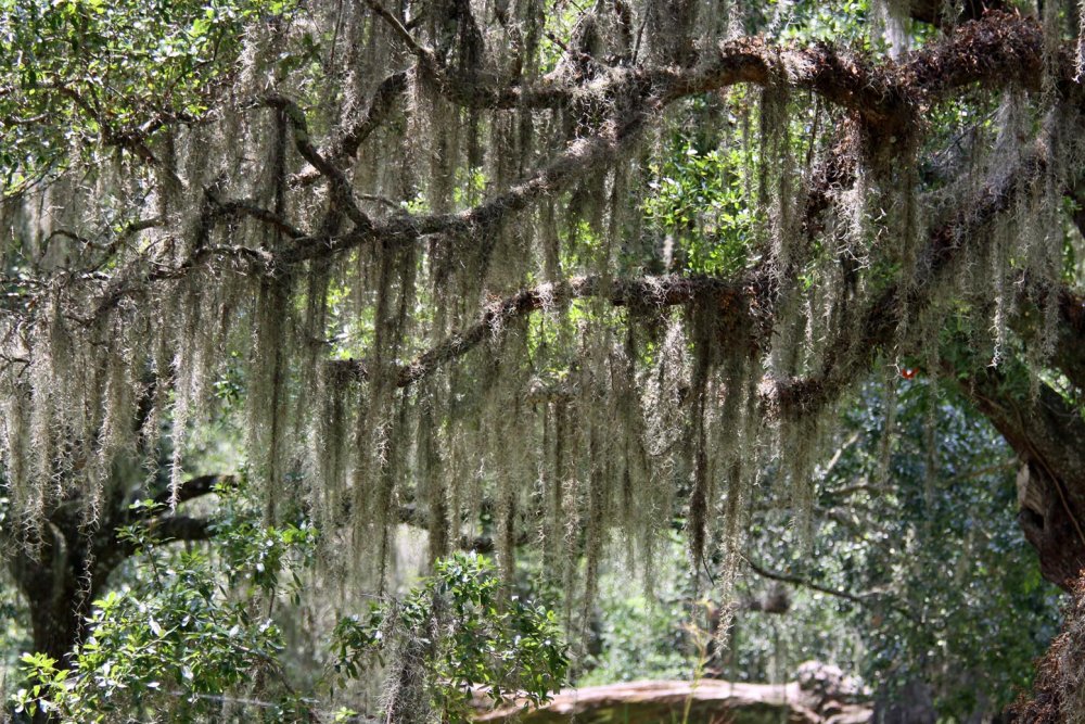 Испанский мох Луизиана
