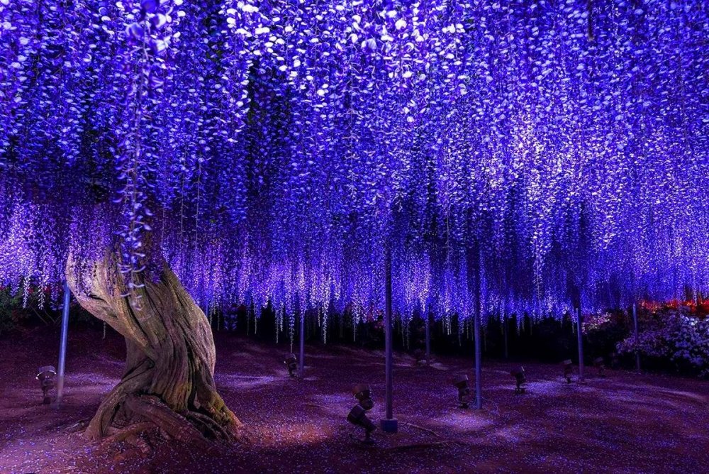 Глициния Асикага